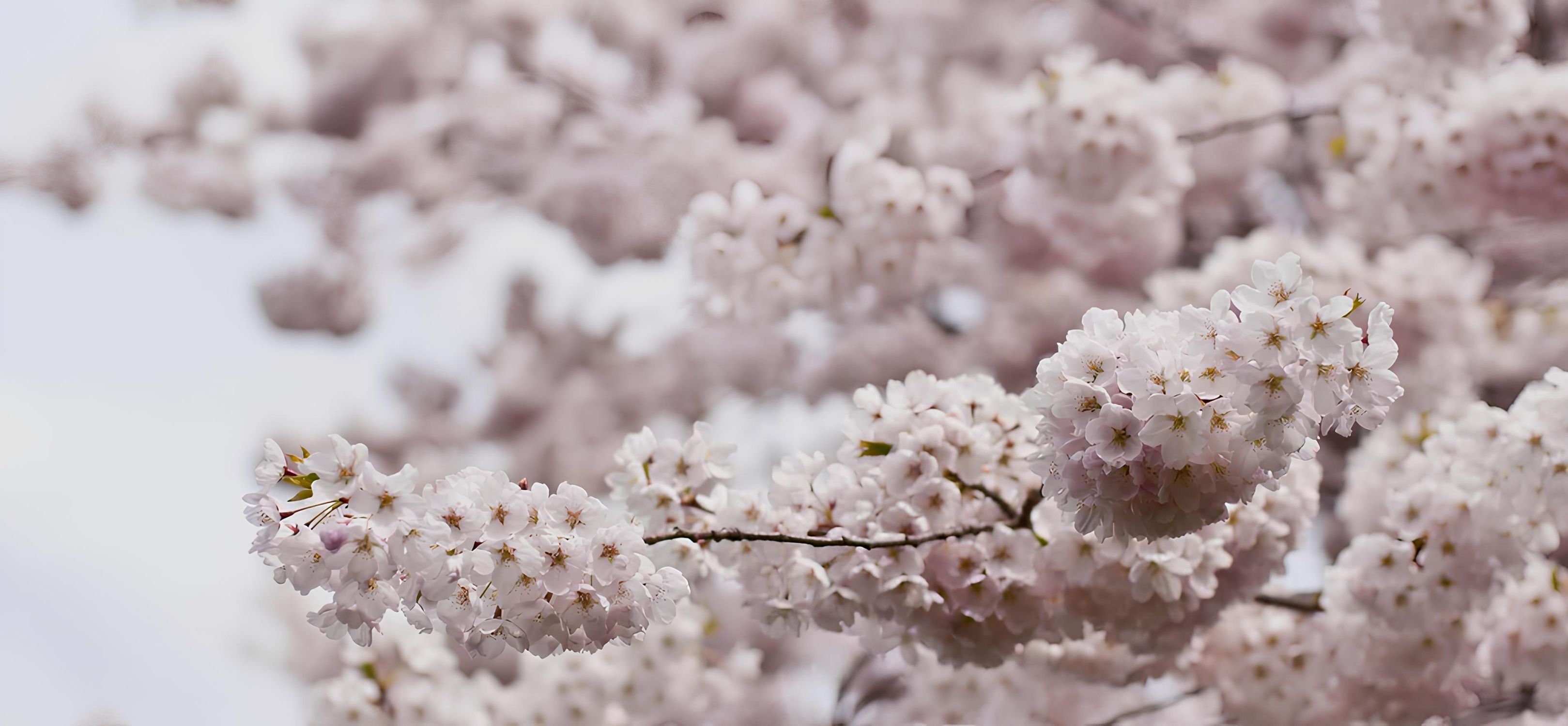 Zweige voller zart rosafarbener Kirschblüten